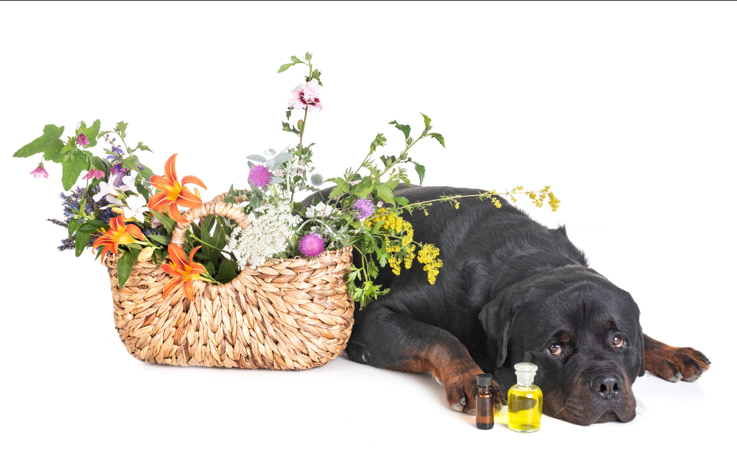 Rottweiler,And,Flowers,In,Front,Of,White,Background