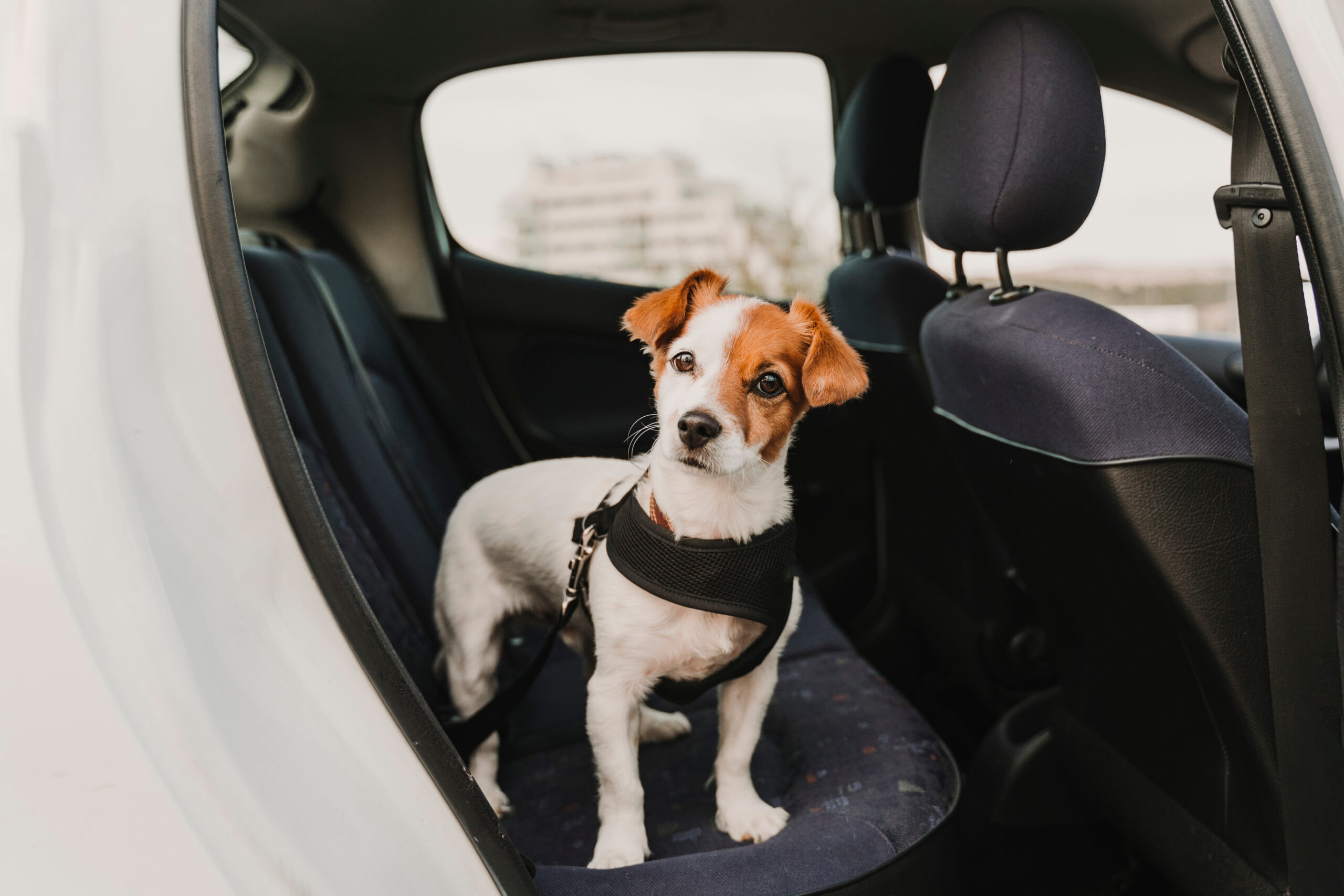 Cute,Small,Jack,Russell,Dog,In,A,Car,Wearing,A