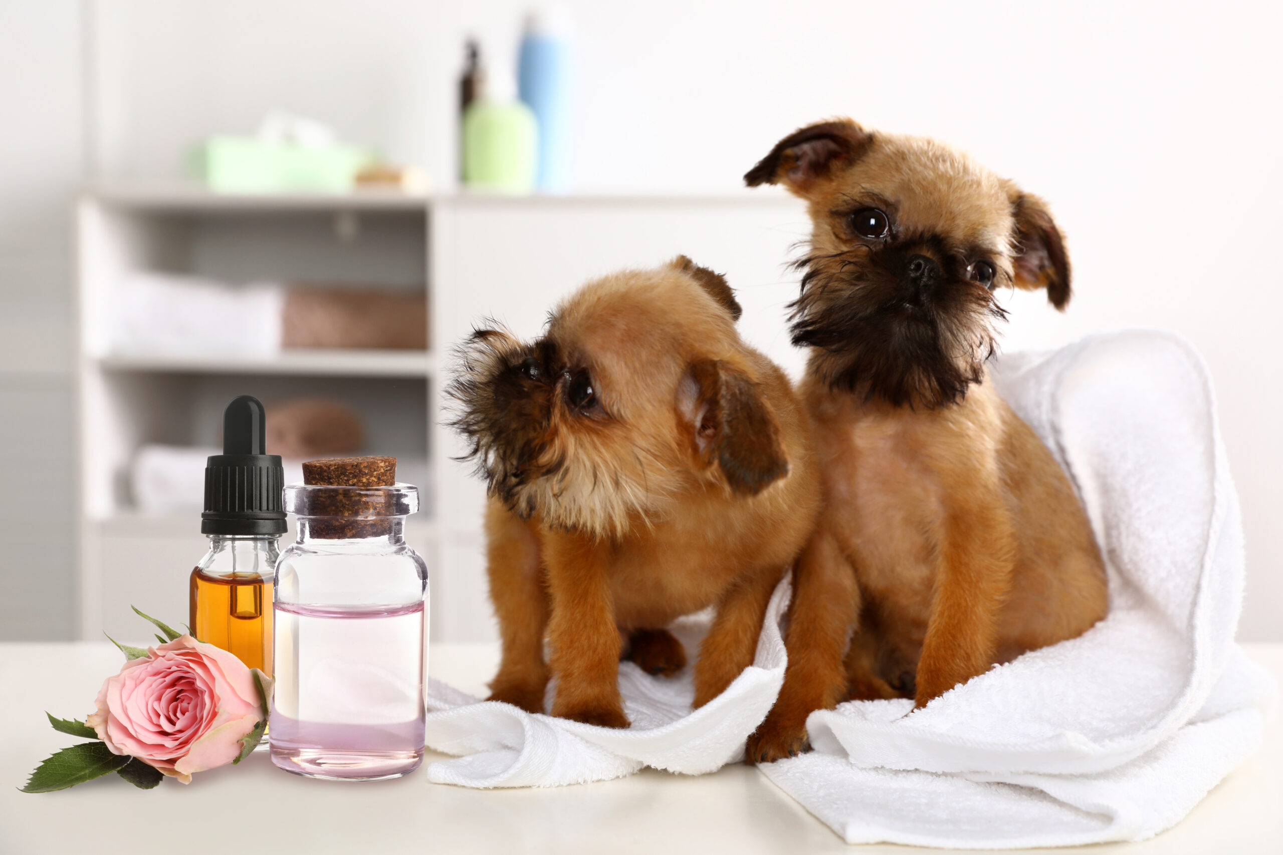 Aromatherapy,For,Animals.,Essential,Oils,And,Brussels,Griffon,Dogs,On