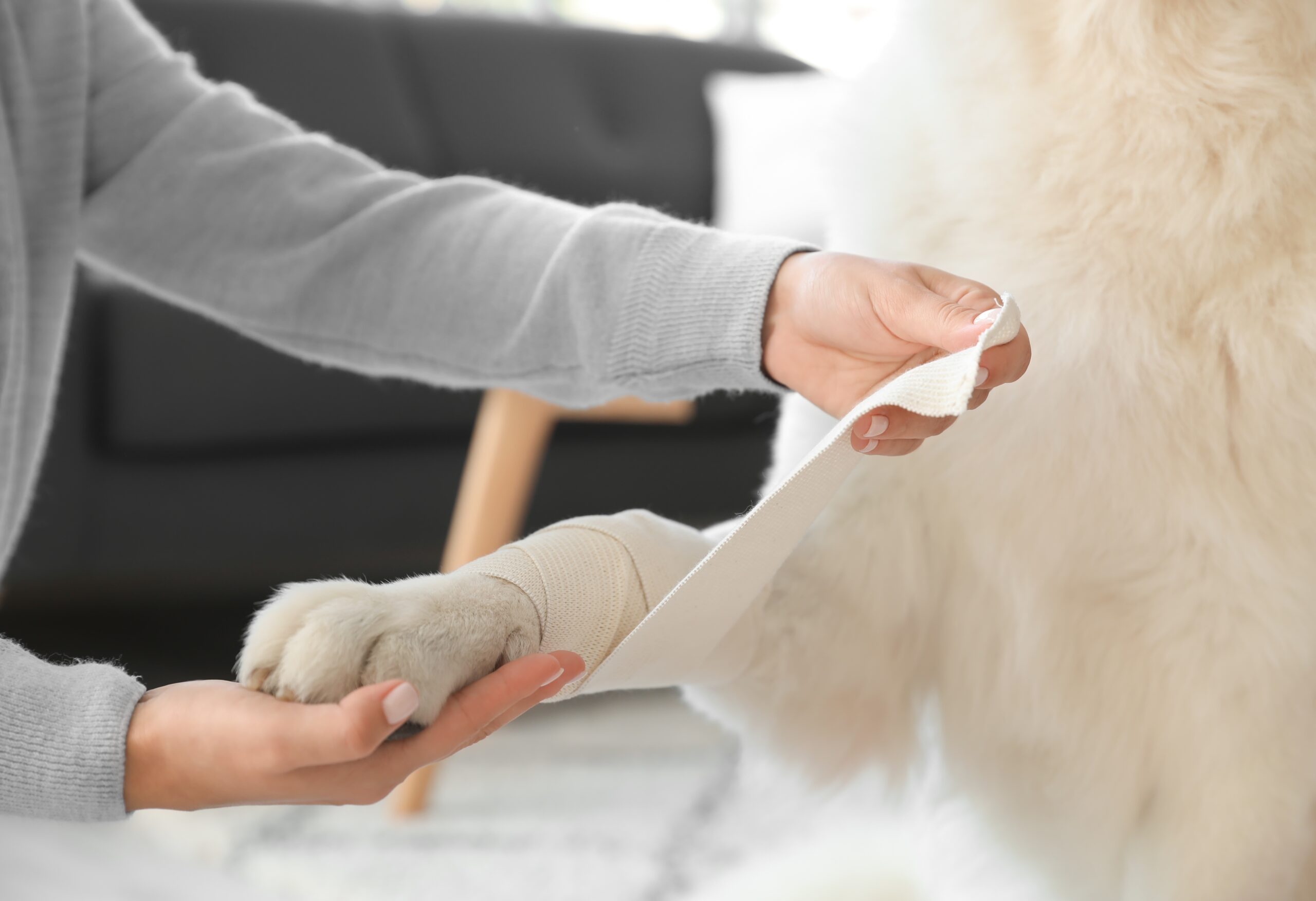 Woman,Bandaging,Her,Dog's,Paw,At,Home,,Closeup