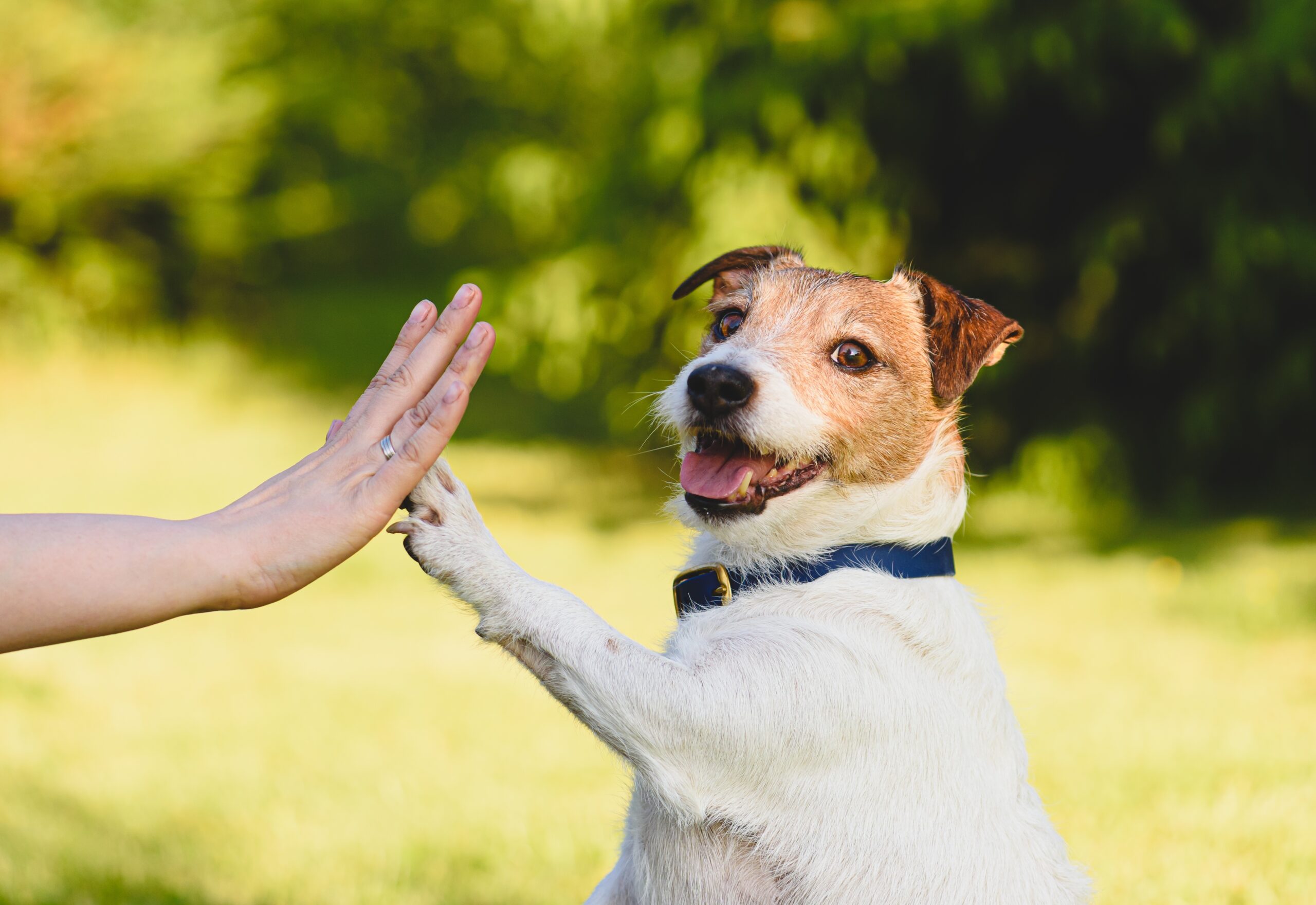 Dog,Gives,Paw,To,A,Woman,Making,High,Five,Gesture